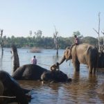 Elephants being washed at the Sakarebyle elephant camp