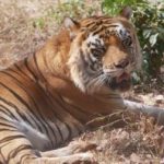 Tiger at the Shimoga safari park