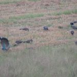 Peacocks in the rice field next to our rented house