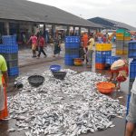 The bustling Malpe fish market