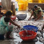 Sorting squids at the fish market