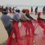 Local fishermen haul in their catch